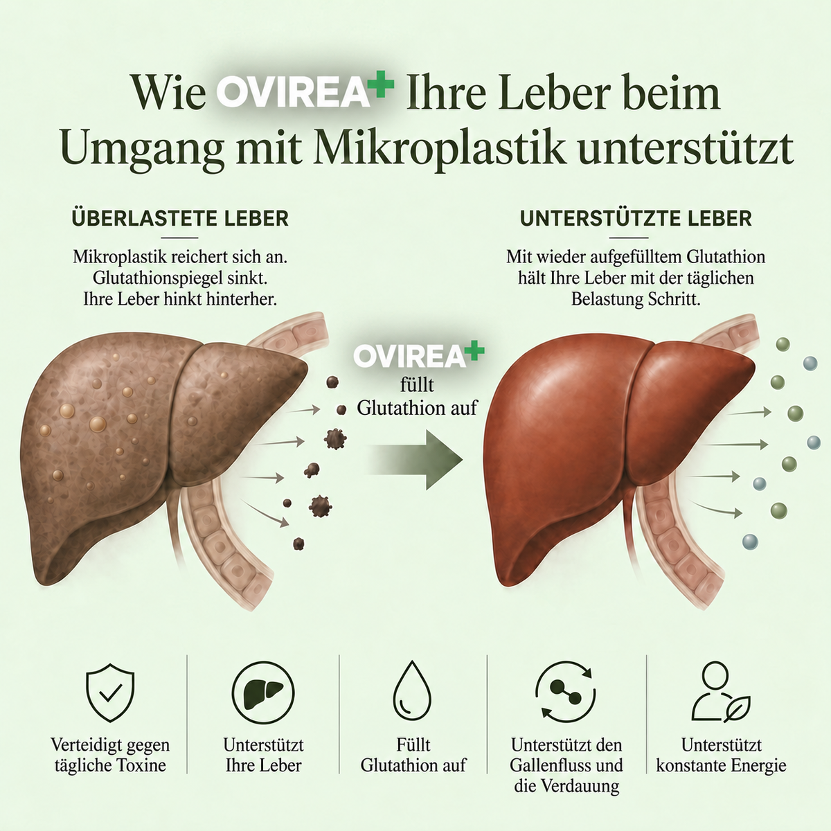 Kompletter Leber-Detox – 20:1